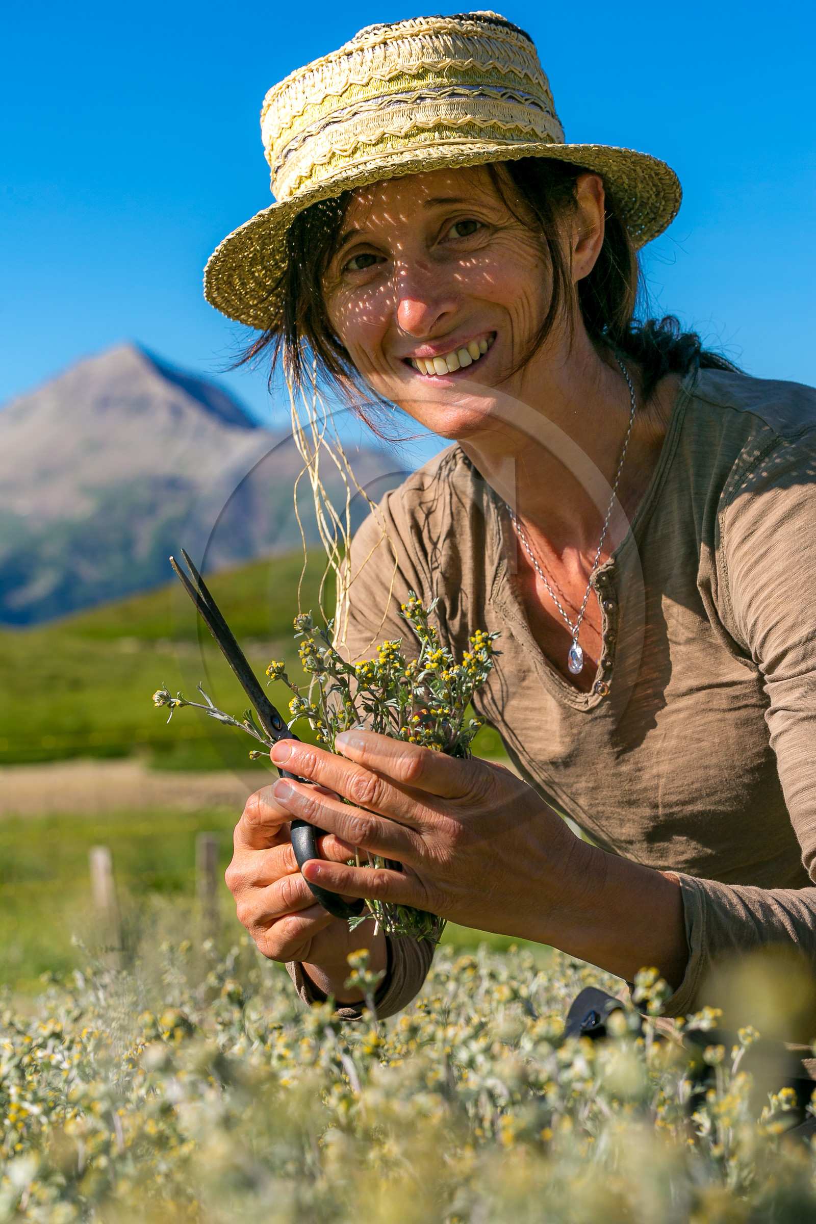 Bruno Gonnon, cultivateur de génépi bio