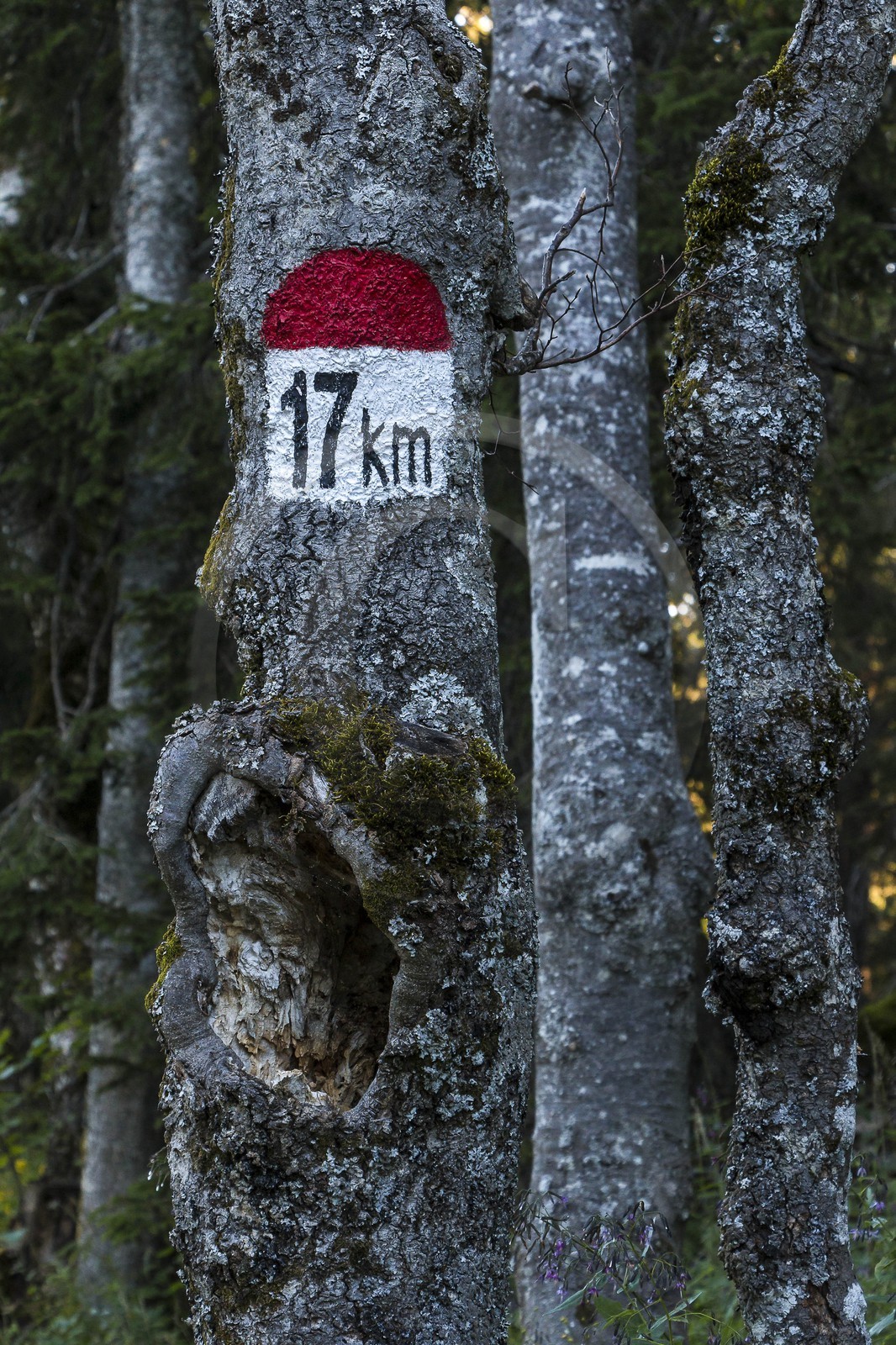 ENS de l'Isère, Plateau de la Molière et du Sornin