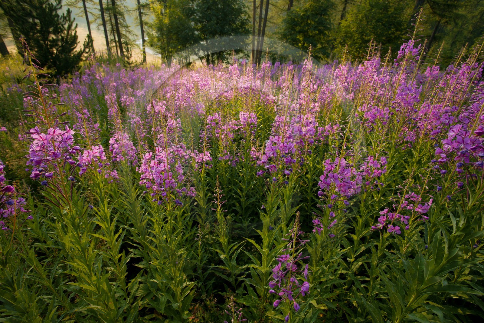 Épilobe en épi ou Laurier de Saint-Antoine, Chamerion angustifolium