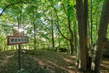 Alpes de Haute-Provence, hêtraie de Pontis