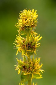 Gentiane jaune, Gentiana lutea