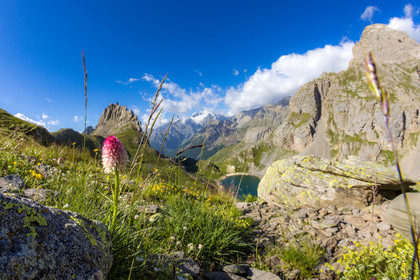 Nigritelle de Cornelia, Grand Lac de Monêtier-les-Bains