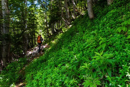 Bois du Chapitre, forêt domaniale de Gap-Chaudun