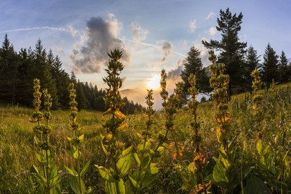 vallon de La Jarjatte, Col de Priau, gentiane jaune (gentiana lutea)