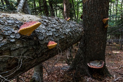 Bois du Chapitre, forêt domaniale de Gap-Chaudun