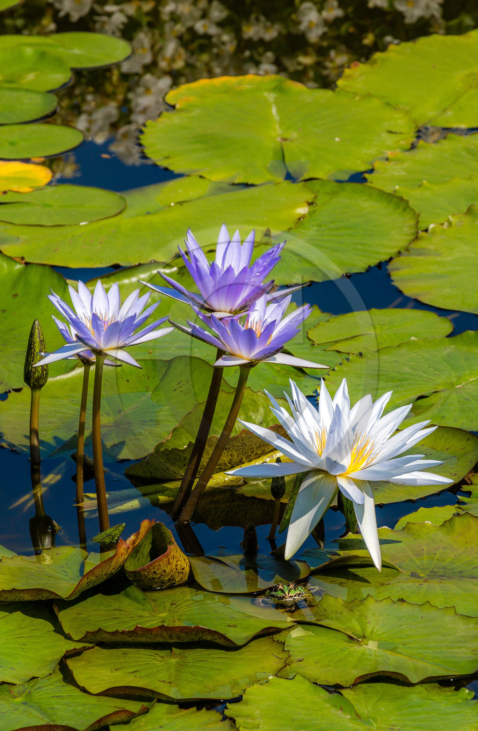Lac Majeur, Isola Bella, nénuphar, nymphea