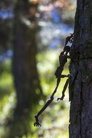 Arboretum de Roure, l'art et l'arbre, Louis Dollé, sculpteur Imagier