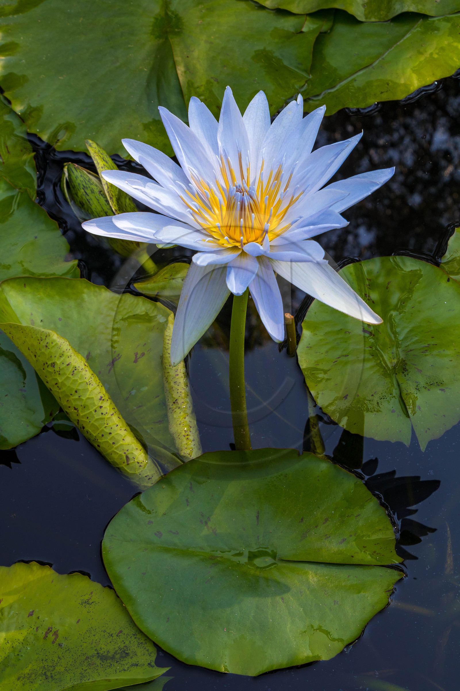 Lac Majeur, Isola Madre