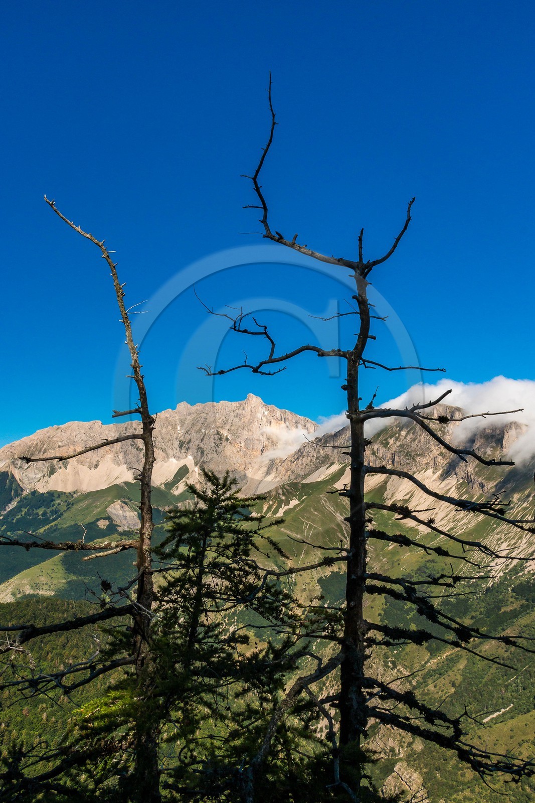 Bois du Chapitre, forêt domaniale de Gap-Chaudun