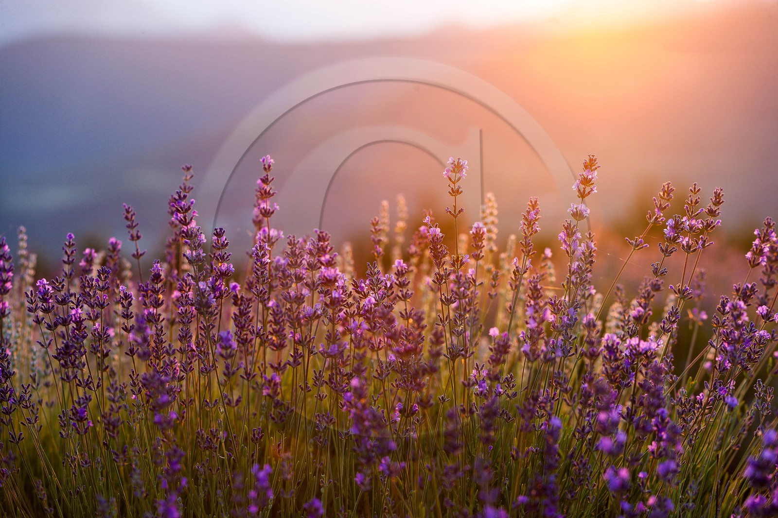 vallée des Duyes, Thoard