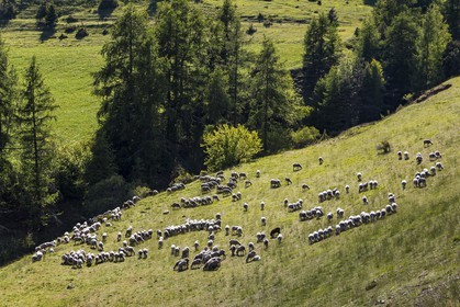 Ferme des Sonnailles, famille Pellissier