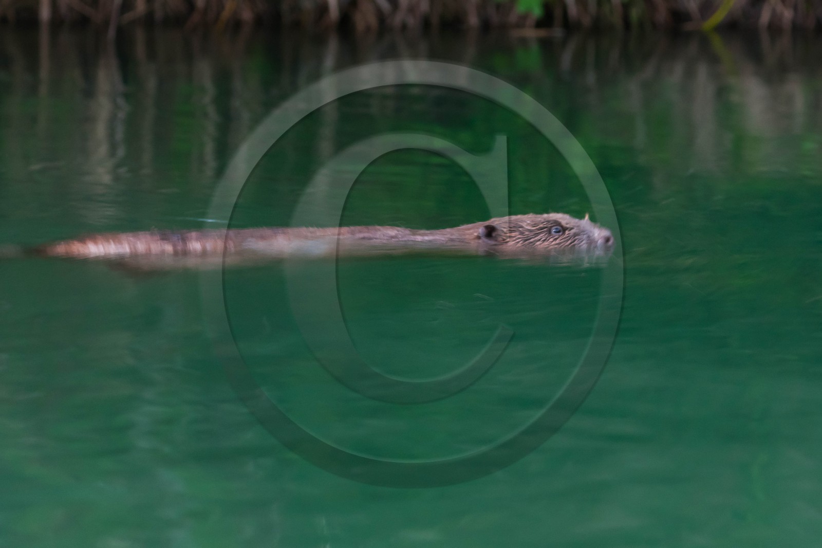 Réserve naturelle du Bout du Lac d'Annecy, Castor d'Europe (Castor fiber)