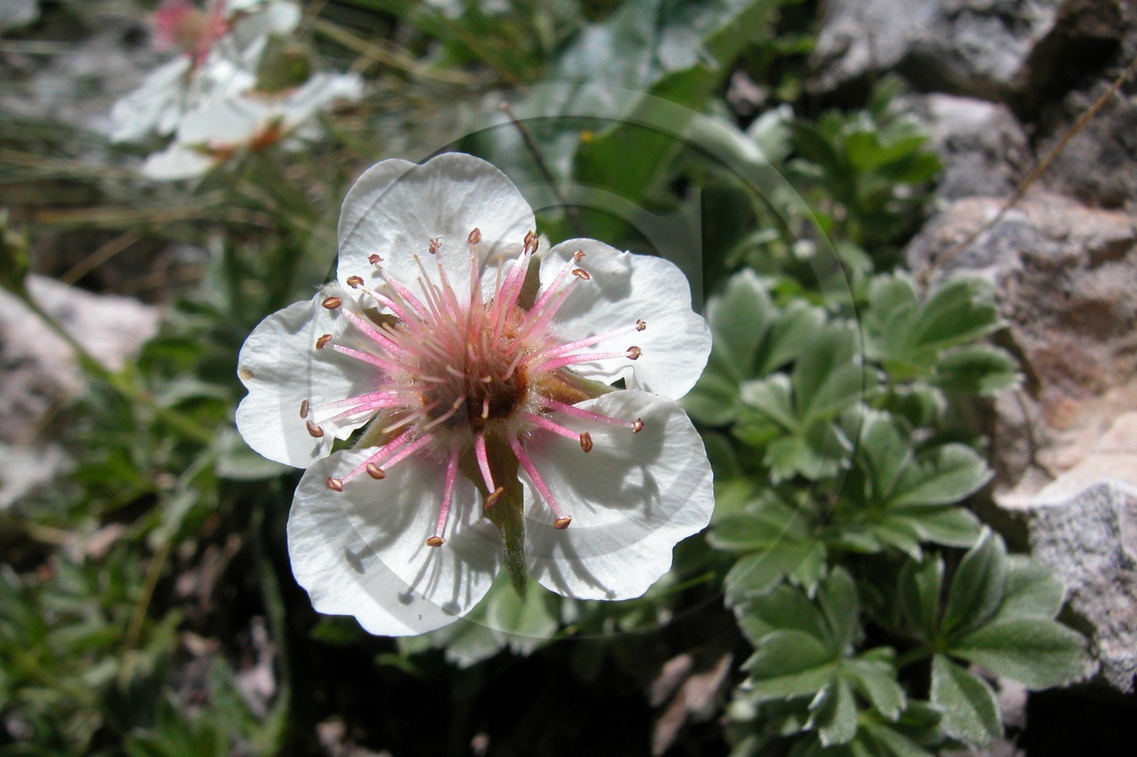 Potentille luisante (potentilla nitida)
