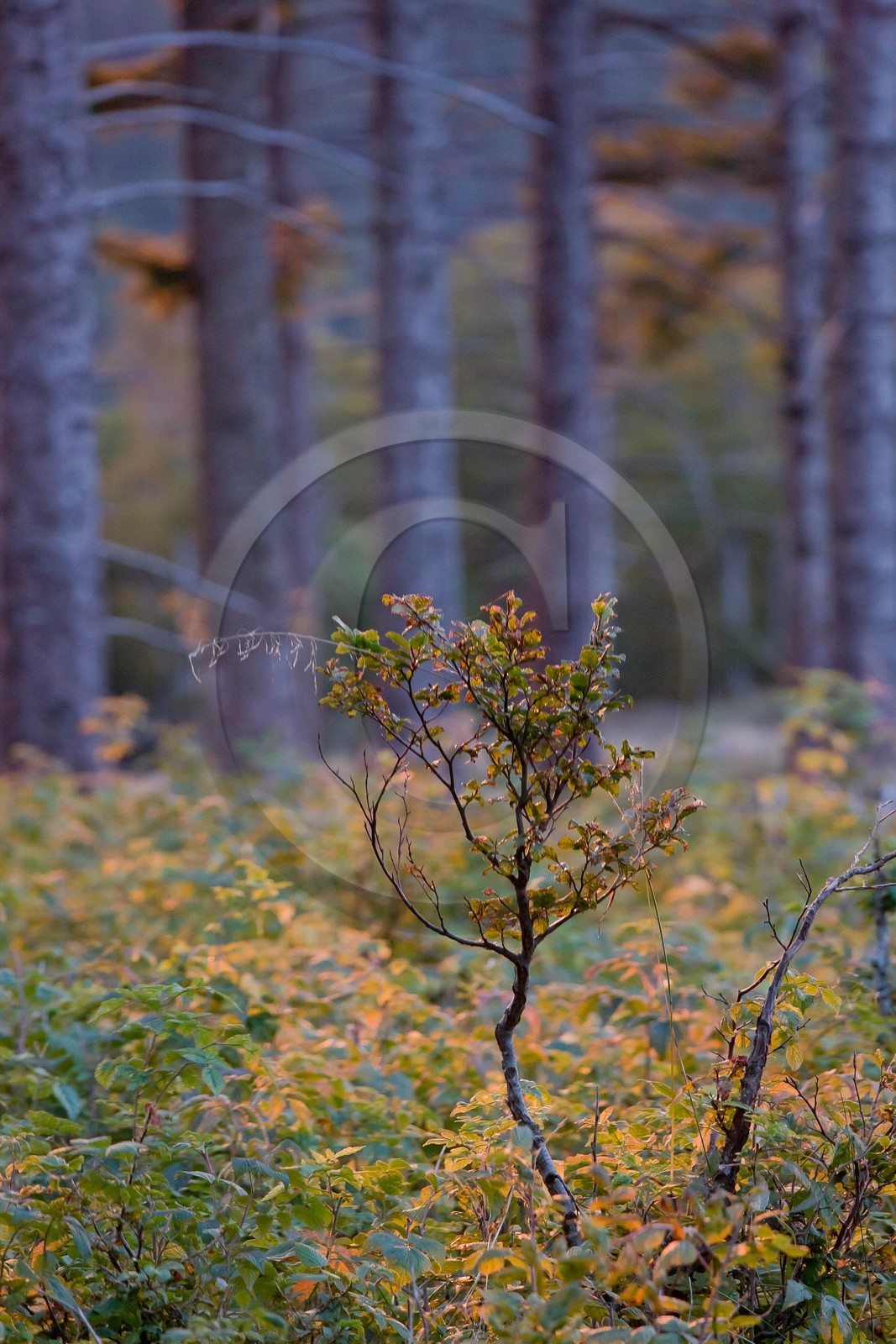 Parc national des Cévennes, forêt du Mont Aigoual