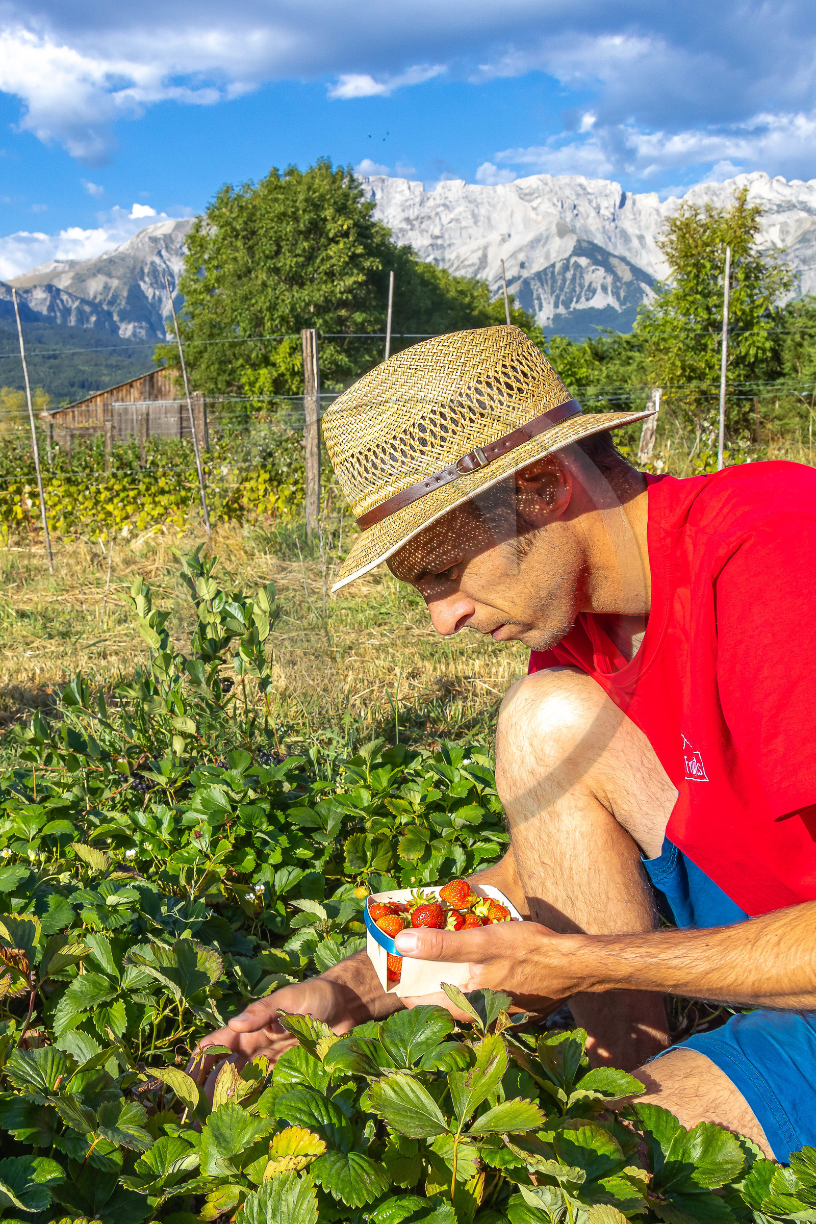 Ecrins de fruits, producteur de fruits rouges