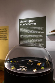 Musée Muséum départemental des Hautes-Alpes, Exposition Nuit