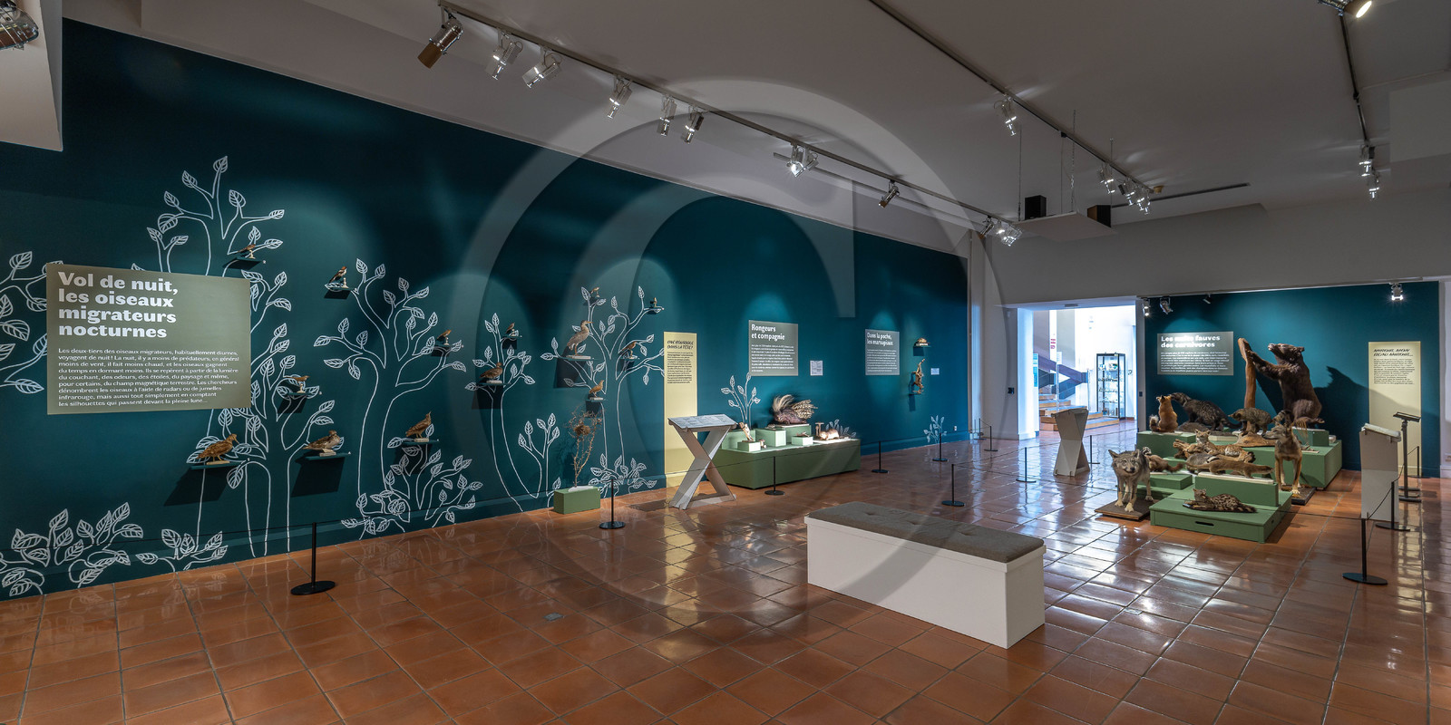 Musée Muséum départemental des Hautes-Alpes, Exposition Nuit