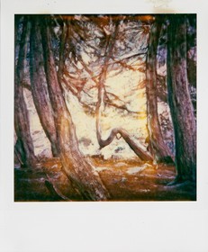 Exposition Arbres et petites forêts, éloge de la biodiversité