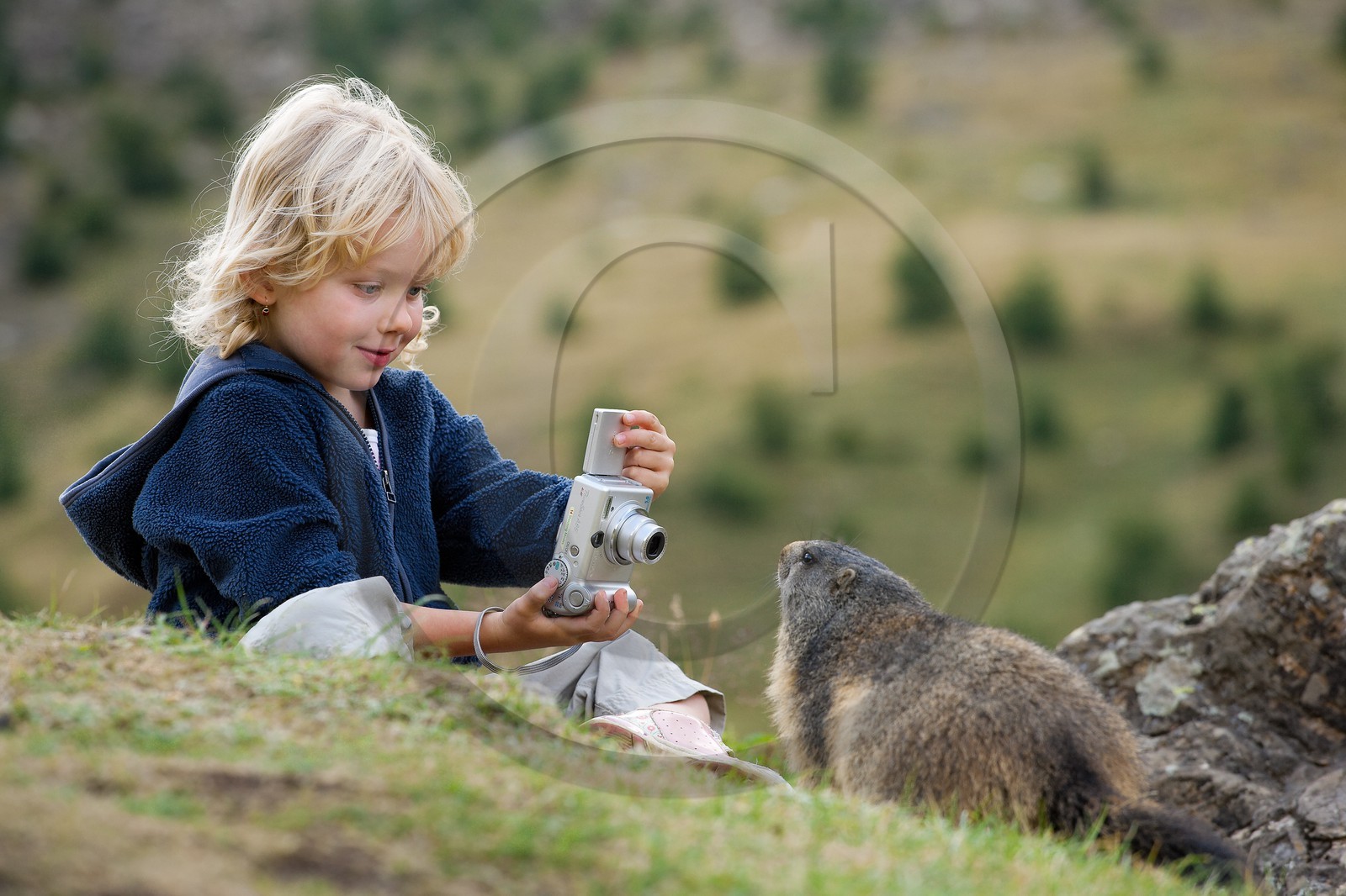 Marmotte des Alpes ( Marmota marmota )