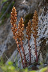 Orobanche du sermontain, Orobanche laserpitii-sileris