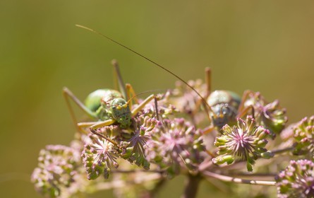 ENS de l'Isère,Tourbières du Peuil