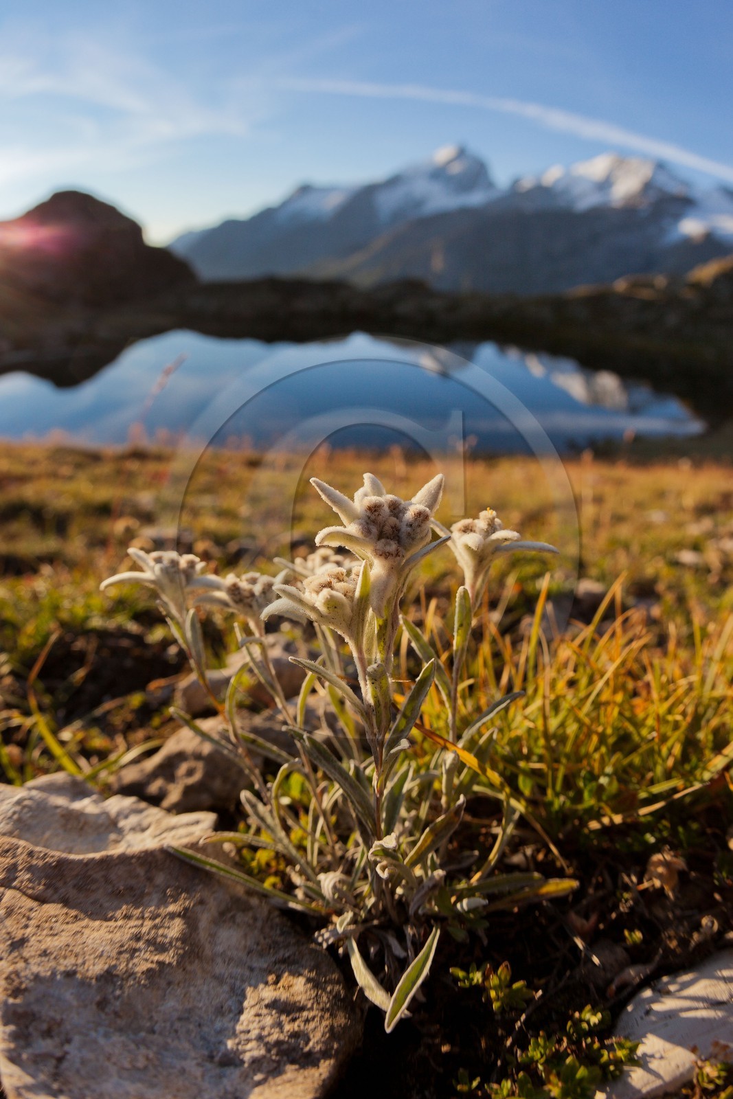 Edelweiss, Leontopodium alpinum, Lac Lérié
