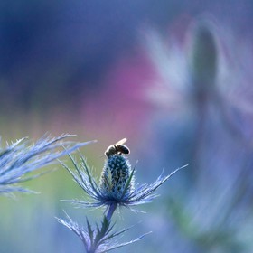 Chardon Bleu, Panicaut des Alpes, Eryngium alpinum