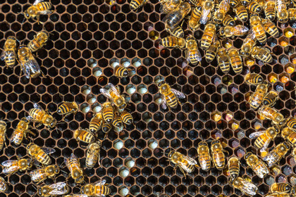 Margaux and Didier Pissard, beekeepers