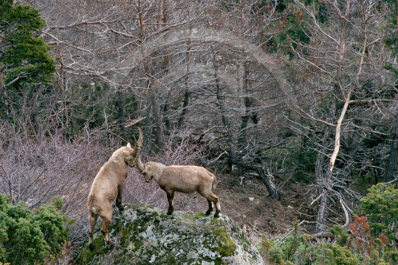 Bouquetin, ou bouquetin des Alpes (Capra ibex)