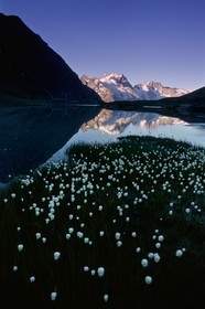 Linaigrettes de Scheuchzer (Eriophorum Scheuchzeri Hoppe) au  Lac du Goléon et la Meije