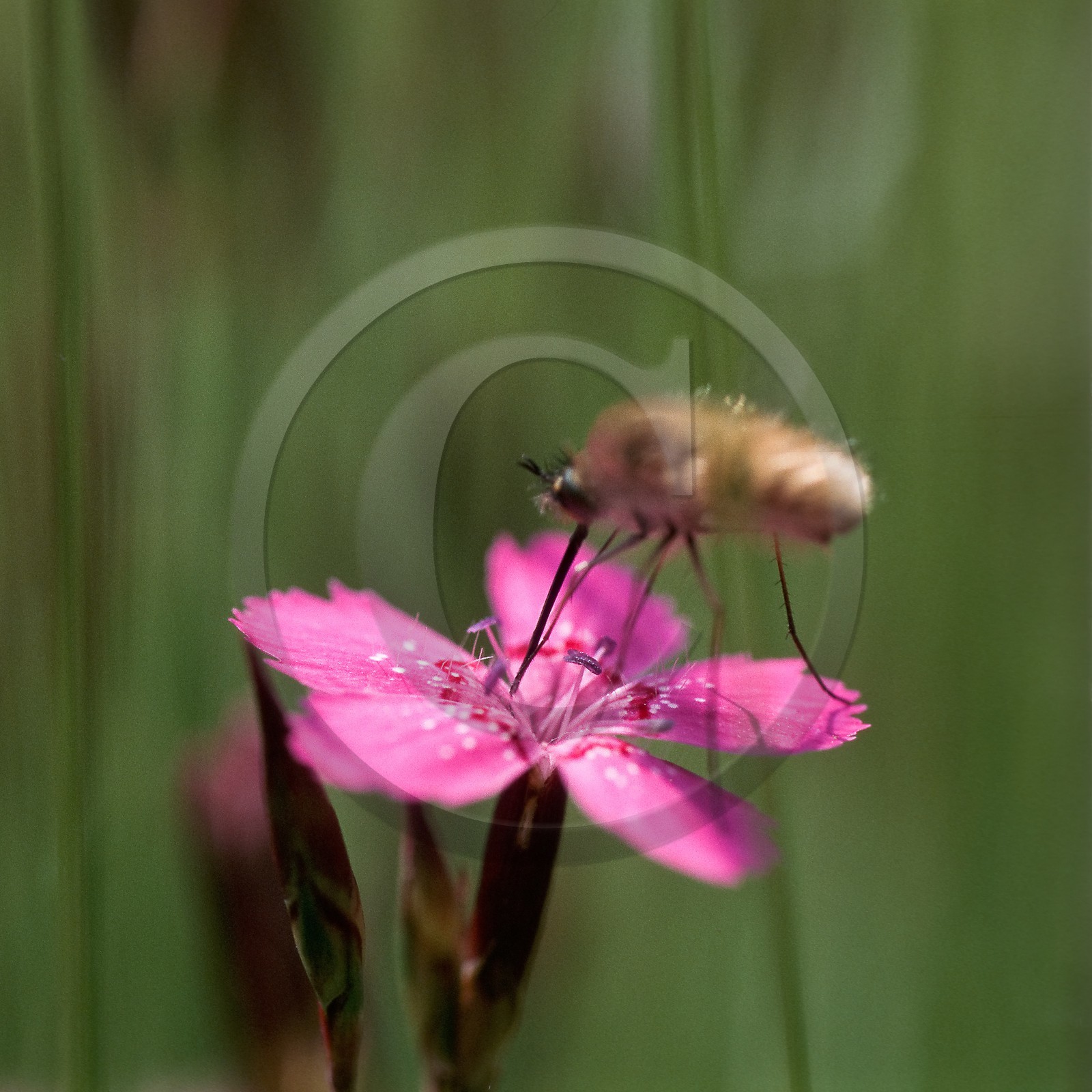 Oeillet deltoide, Dianthus deltoides
