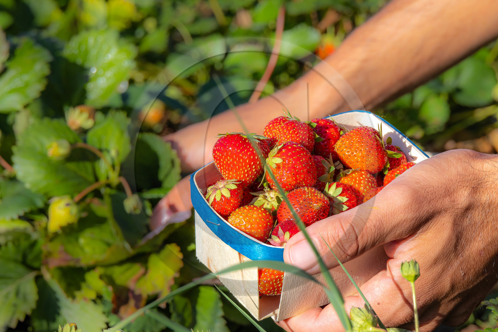 Ecrins de fruits, producteur de fruits rouges