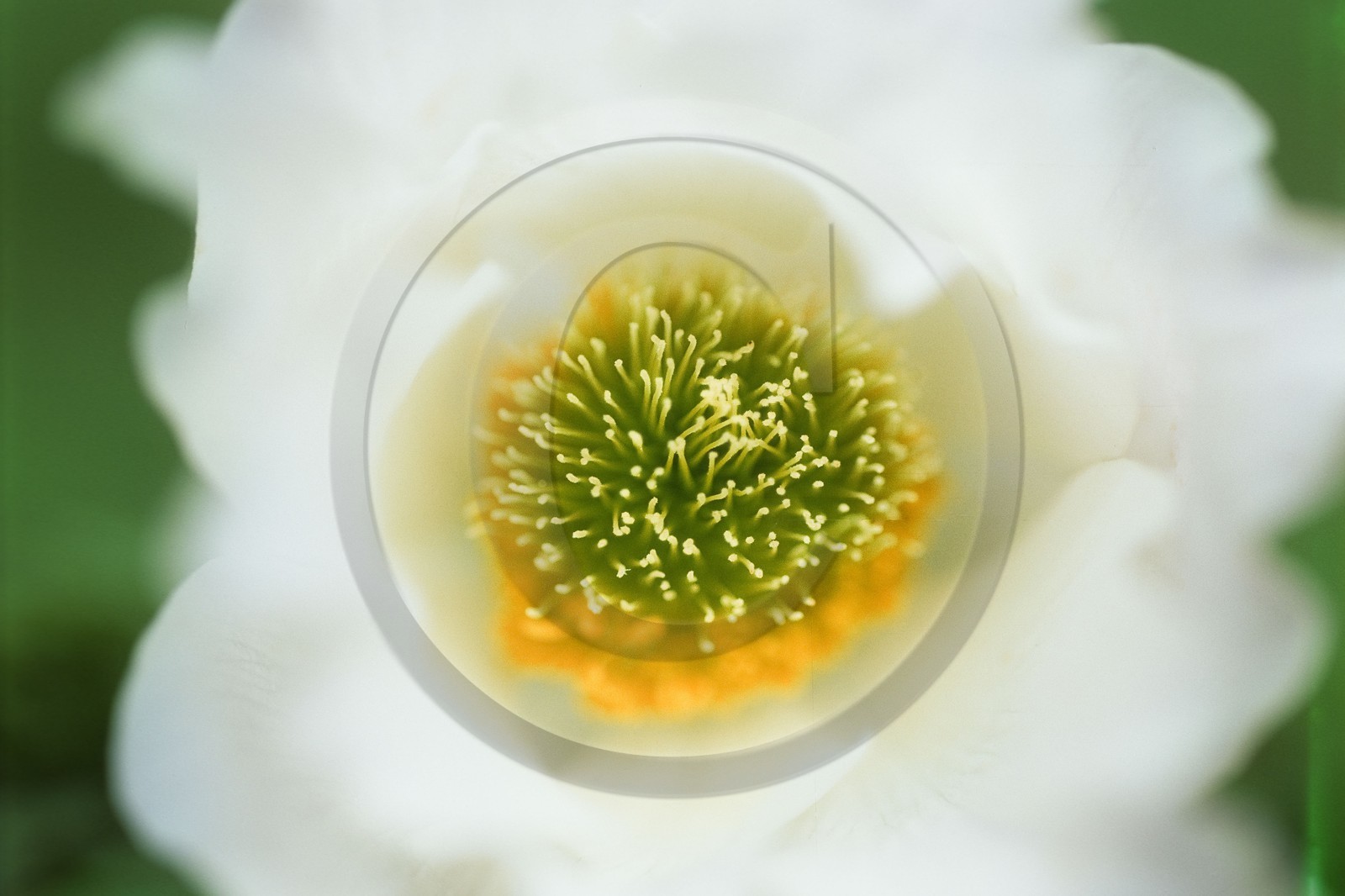 Anémone des Alpes, Pulsatilla alpina