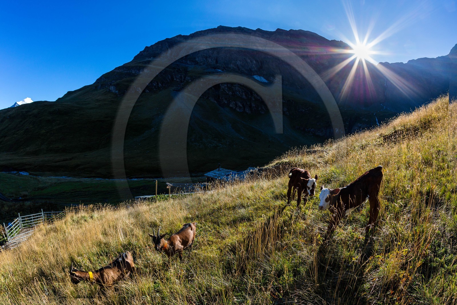 Alpage du Vallon d'en Haut, Sébastien Vincendet
