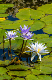 Lac Majeur, Isola Bella, nénuphar, nymphea