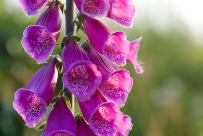 Digitale pourpre, Digitalis purpurea