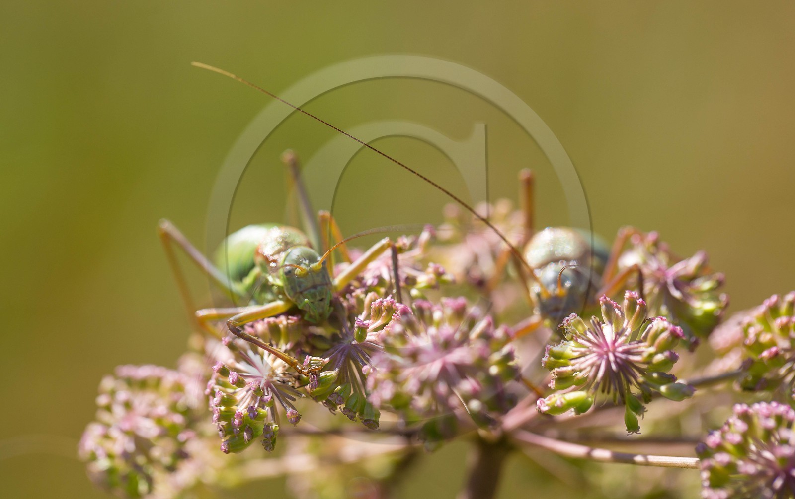 ENS de l'Isère,Tourbières du Peuil