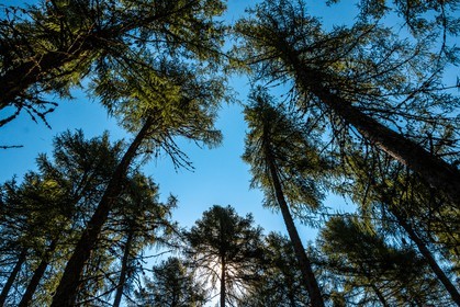 Les Monges, forêt domaniale des Monges
