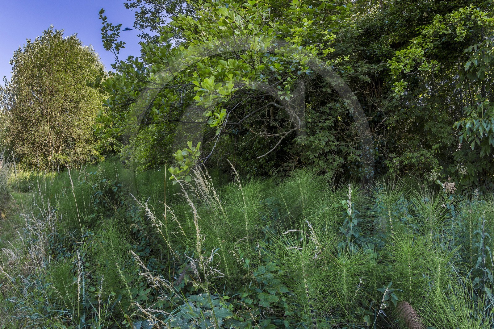 ENS de l'Isère, Zone humide de la Merlière