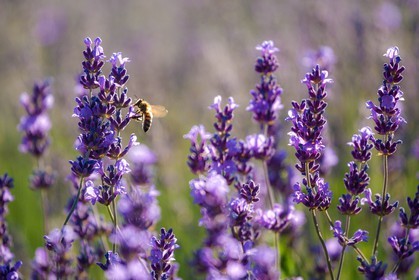 Lavende, Lavendin, Lavandula hybrida