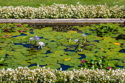 Lac Majeur, Isola Bella, nénuphar, nymphea