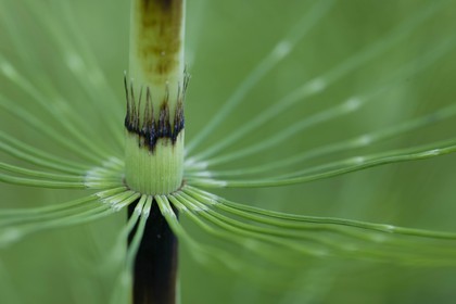 Prêle des champs, Equisetum arvense