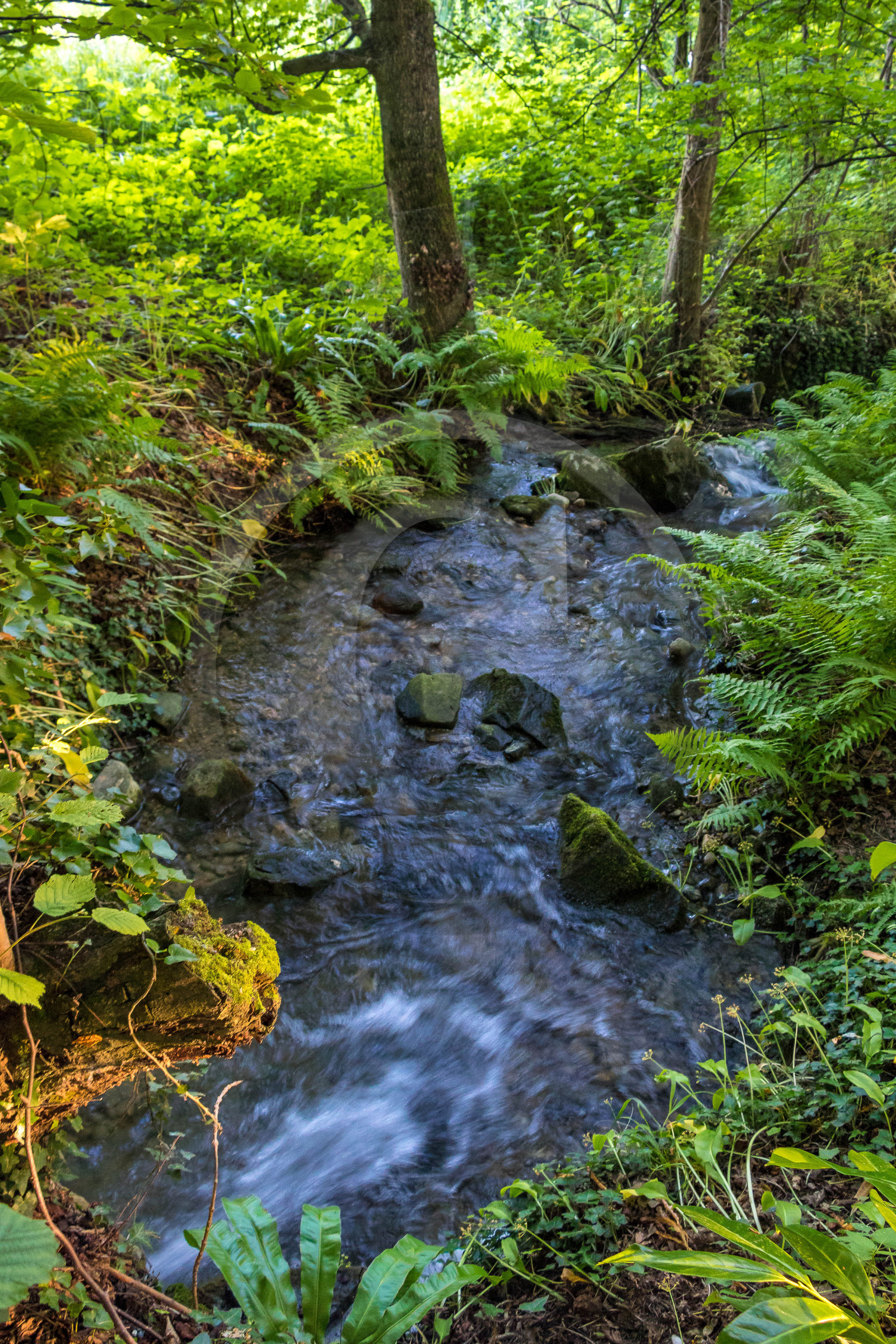 Les jardins de l'eau du Pré Curieux