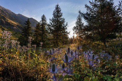 Chardon Bleu, Panicaut des Alpes, Eryngium alpinum