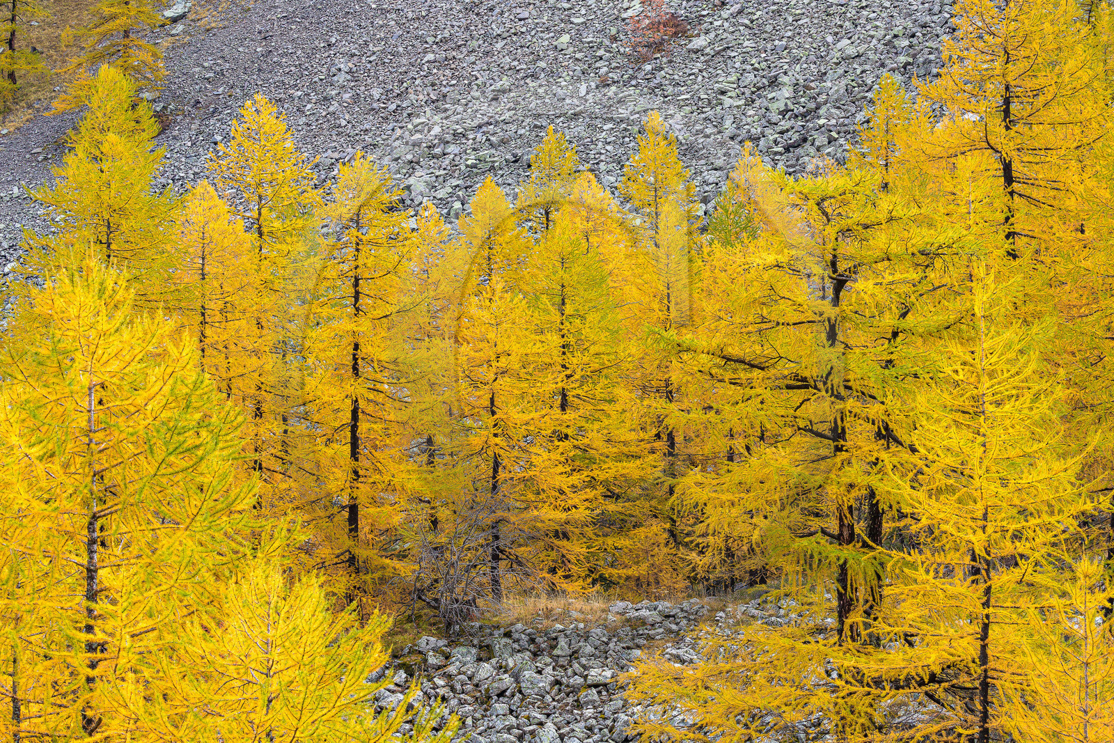 Mélèze d'Europe, Larix decidua