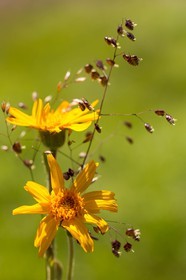 Arnica des montagnes, Arnica montana