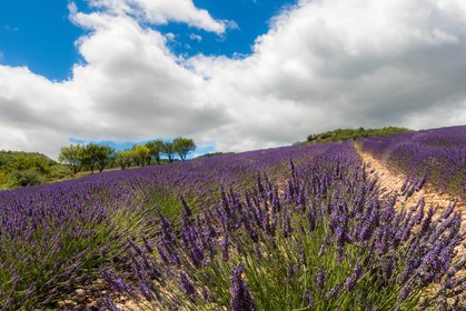 vallée des Duyes, Thoard