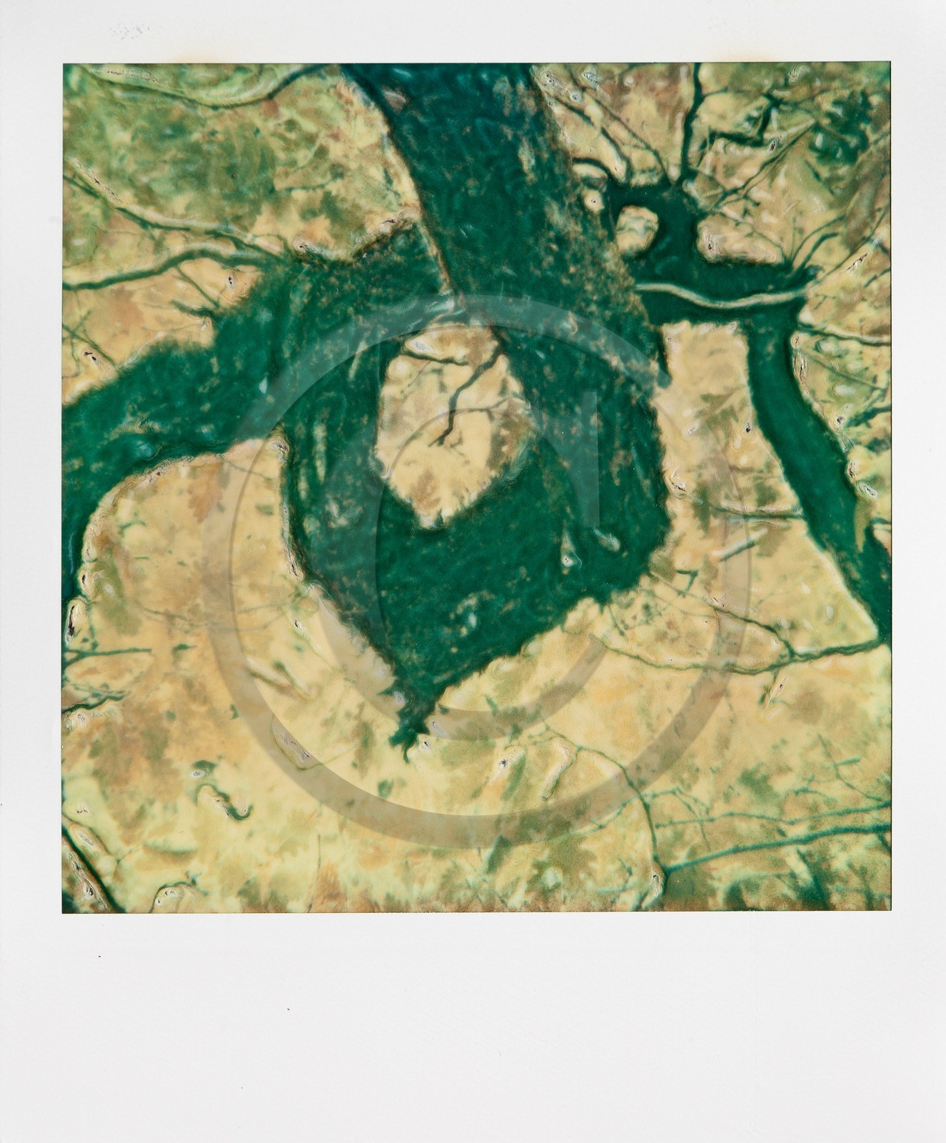 Exposition Arbres et petites forêts, éloge de la biodiversité