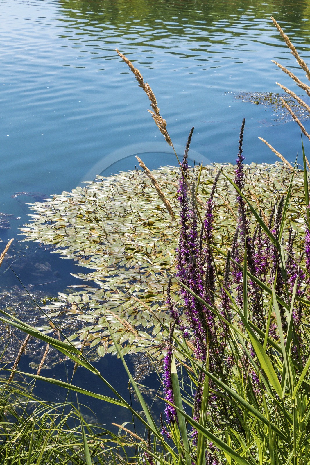 ENS de l'Isère, , le méandre des Oves