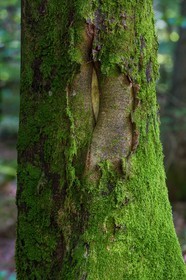 ENS de l'Isère,Tourbières du Peuil